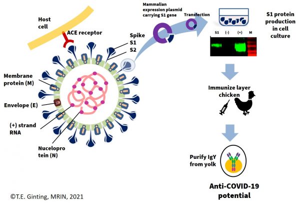 MRIN-UPH Berpartisipasi Temukan Antiserum IgY Sebagai Alternatif Pengobatan Covid-19