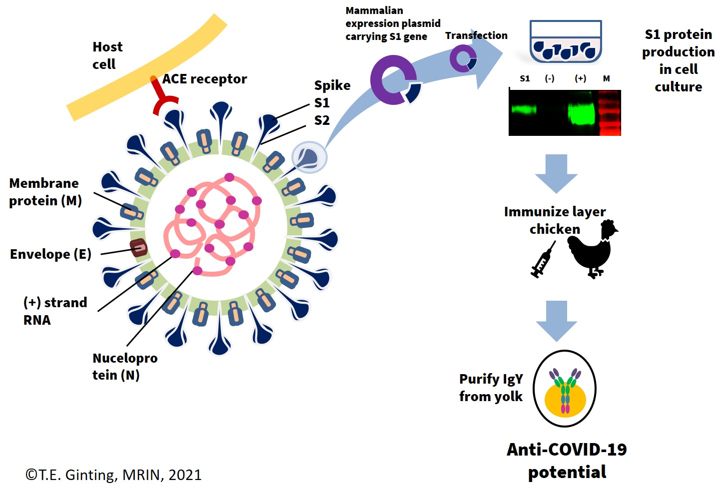 MRIN-UPH Participates in the Discovery of Antiserum IgY as an alternative therapy for Covid-19.